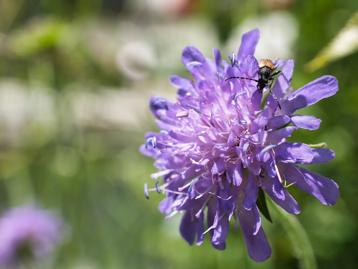 Driakiew VIVID VIOLET