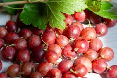 Agrest BEZKOLCOWY CAPTIVATOR