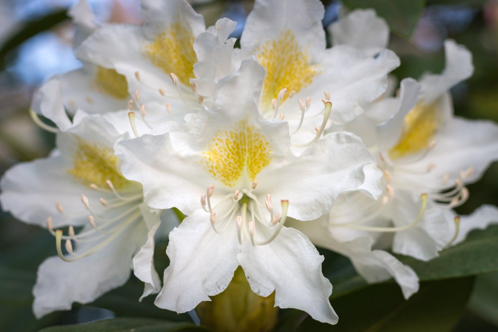 Rhododendron CUNNINGHAM WHITE