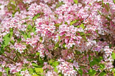 KOLWICJA CHIŃSKA PINK CLOUD