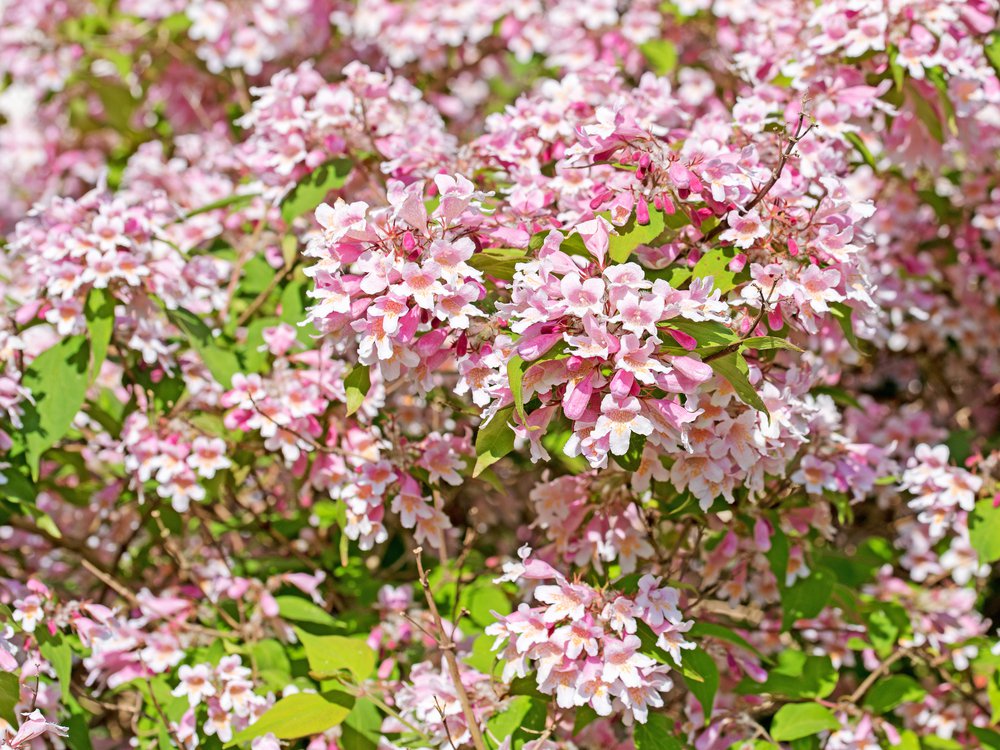 KOLWICJA CHIŃSKA PINK CLOUD