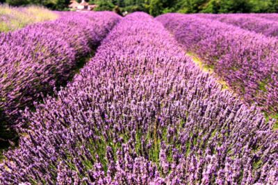 LAWENDA wąskolistna ROSEA