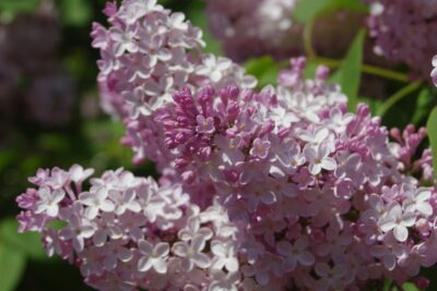 LILAK pospolity GENERAL PERSHING