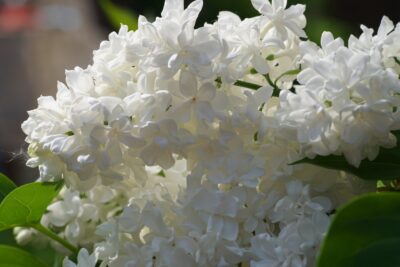 LILAK pospolity MISS ELLEN WILLMOTT