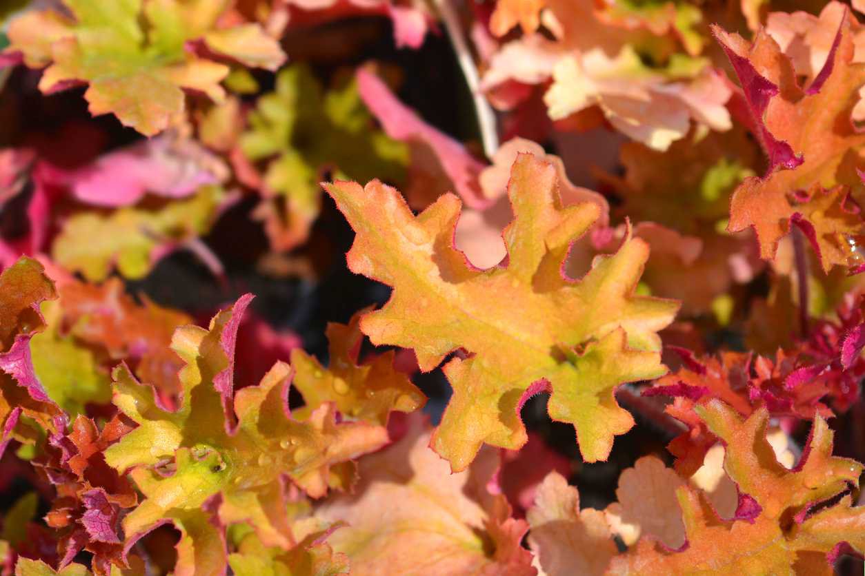 ŻURAWKA GINGER PEACH