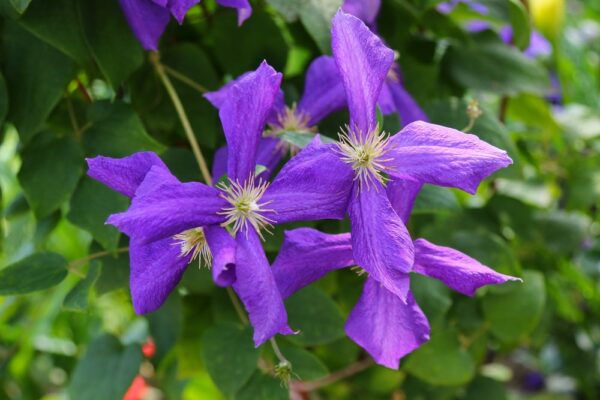 Powojnik CLEMATIS POLISH SPIRIT