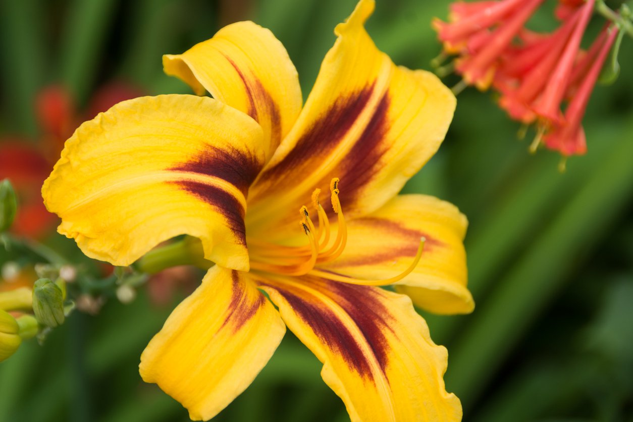 LILIOWIEC OGRODOWY DOUBLE HAPPINESS