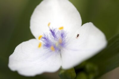 TRZYKROTKA wirginijska INNOCENT