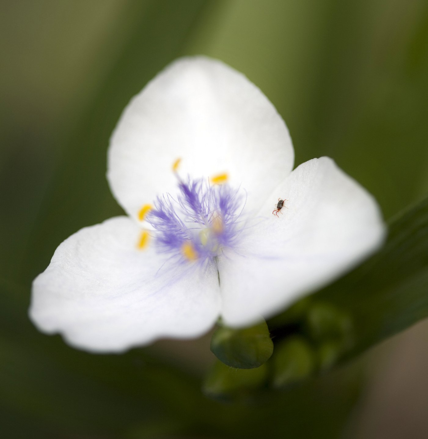 TRZYKROTKA wirginijska INNOCENT