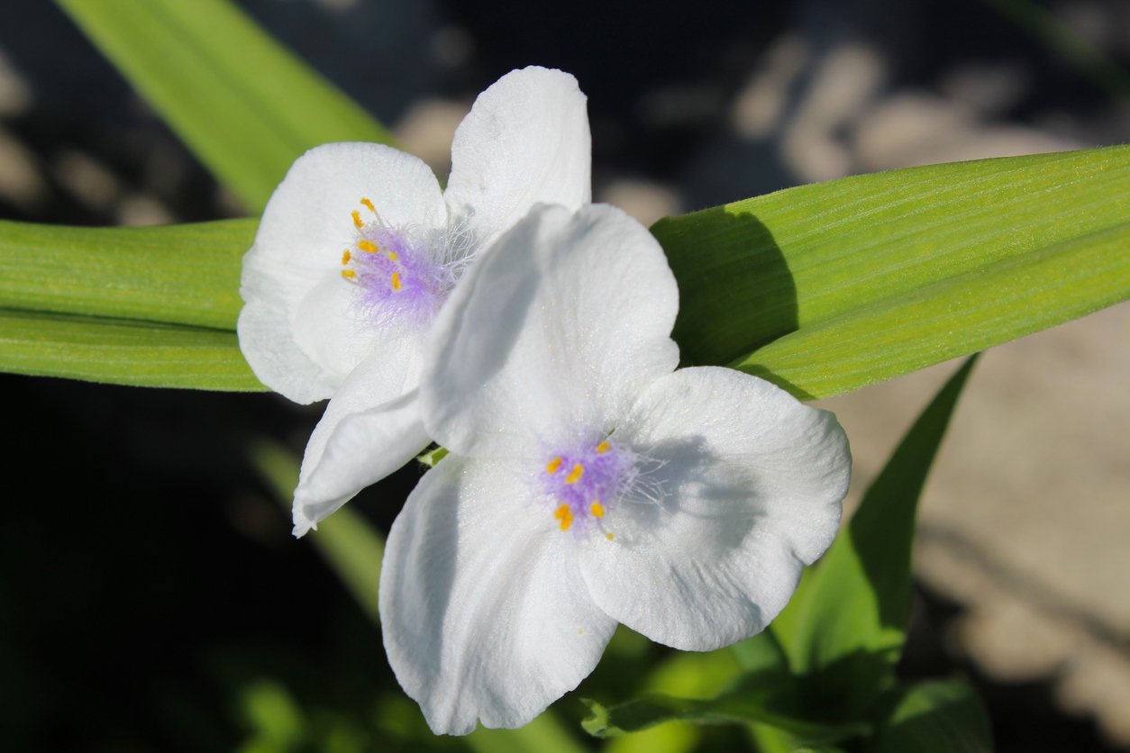 TRZYKROTKA wirginijska INNOCENT - 2