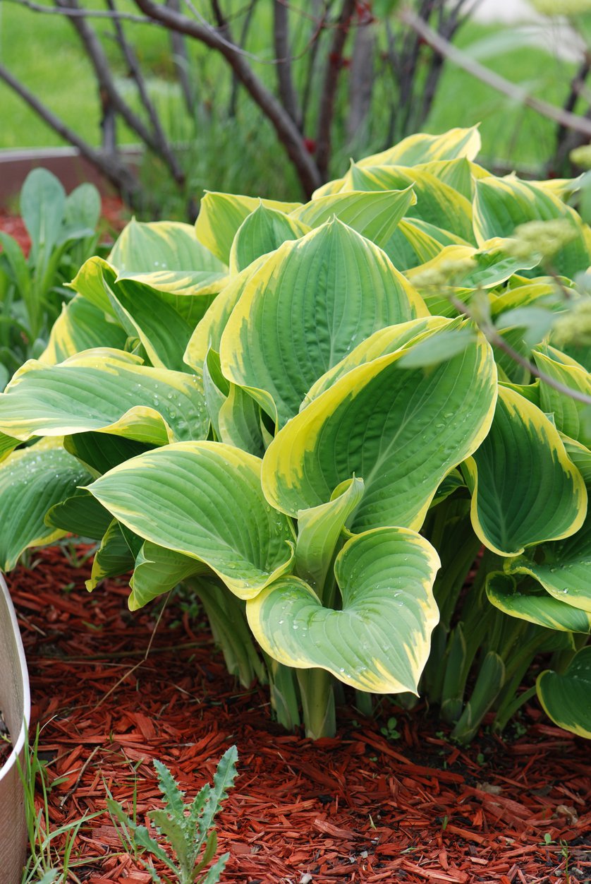 Funkia Hosta FRAGRANT BOUQUET - 2