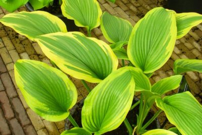 Funkia Hosta FRAGRANT BOUQUET