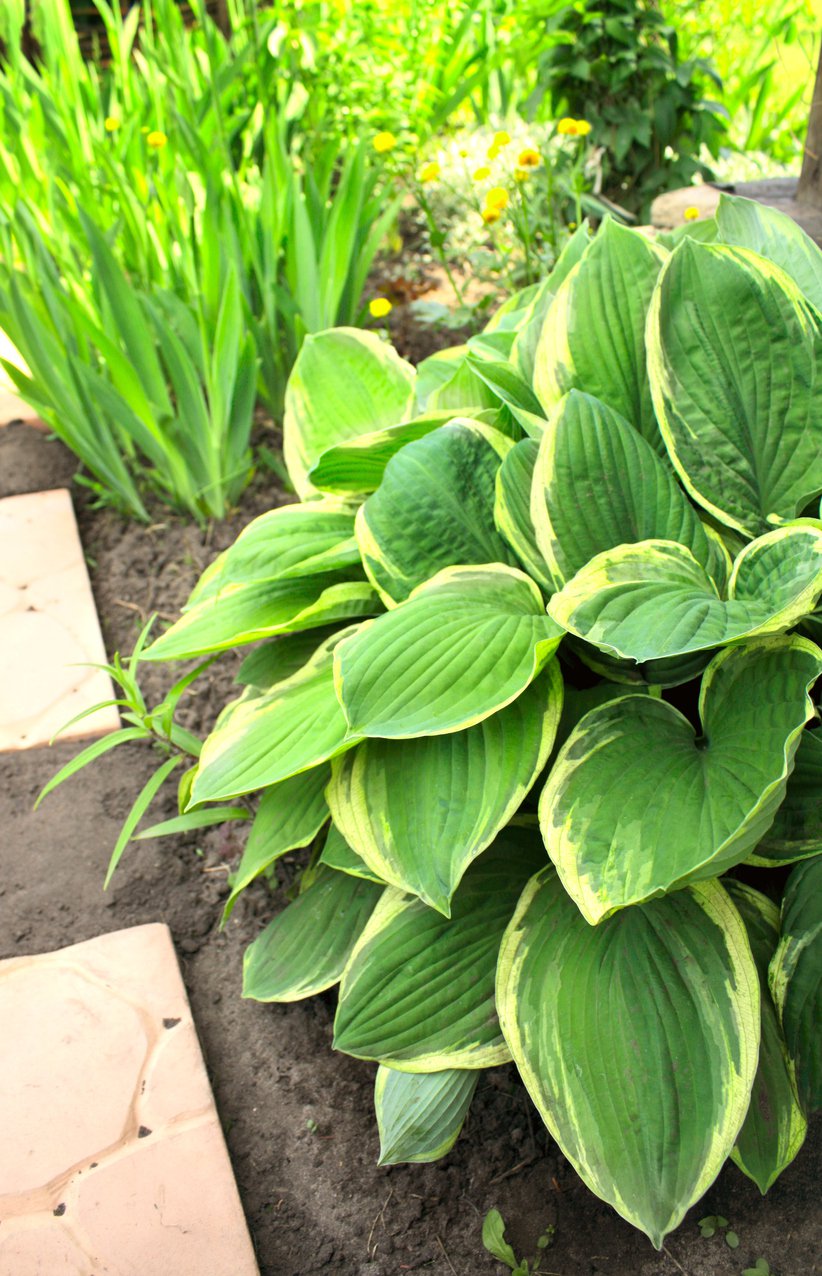 Funkia Hosta FRAGRANT BOUQUET - 3