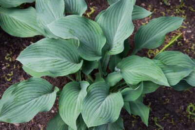 Funkia Hosta FRAGRANT BLUE