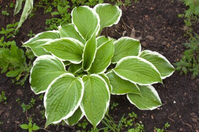 Funkia Hosta AMERICAN DREAM