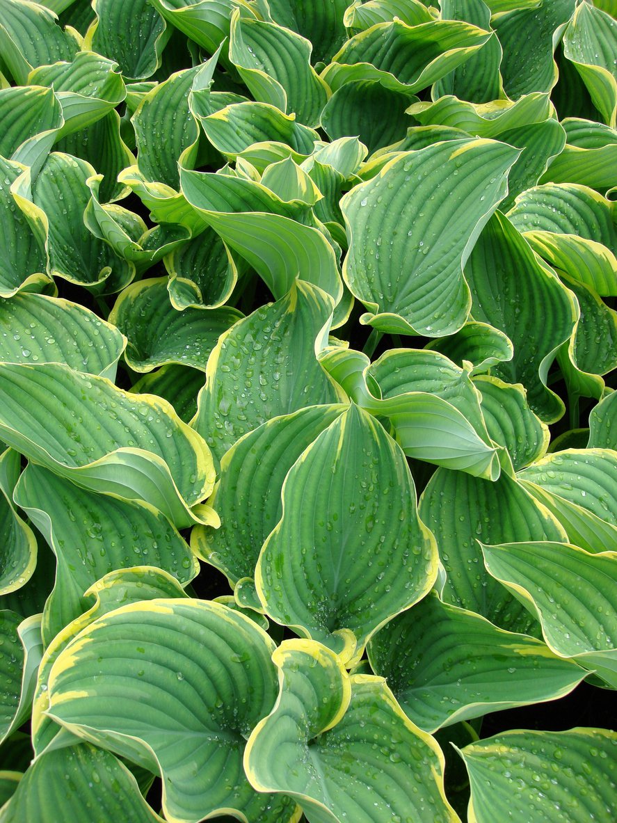 Funkia Hosta ABBA DABBA DO 4-letnia - 3
