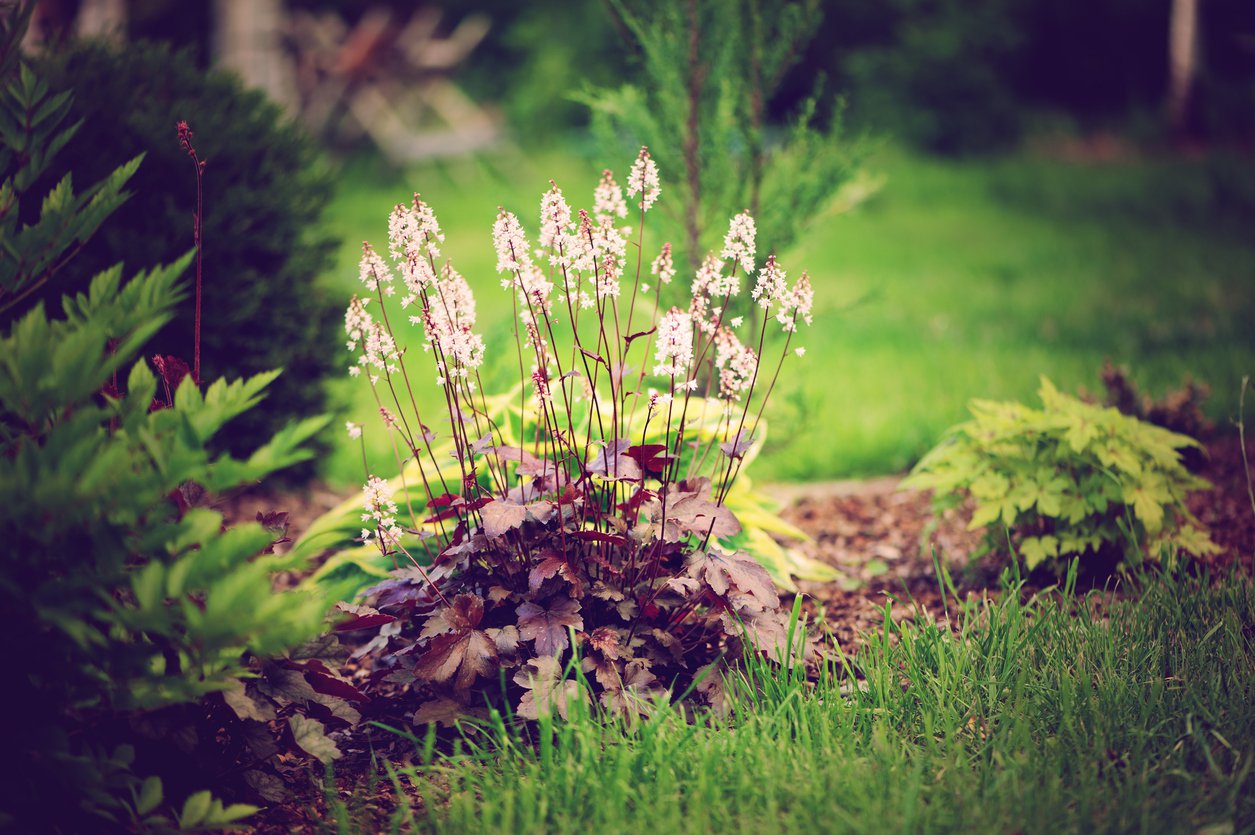 Żurawka drobna PALACE PURPLE - 3