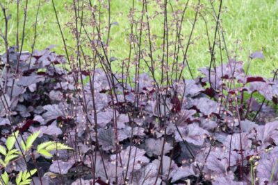 Żurawka drobna PALACE PURPLE