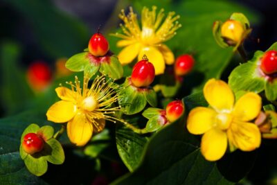 DZIURAWIEC bezwonny EXCELLENT FLAIR