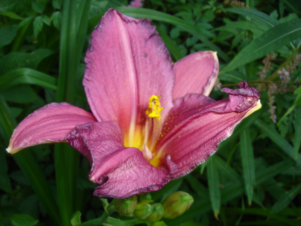 Liliowiec SUMMER WINE - 2