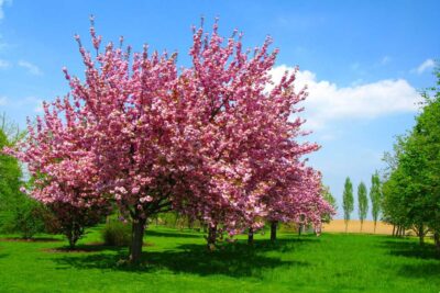 WIŚNIA japońska PINK PERFECTION