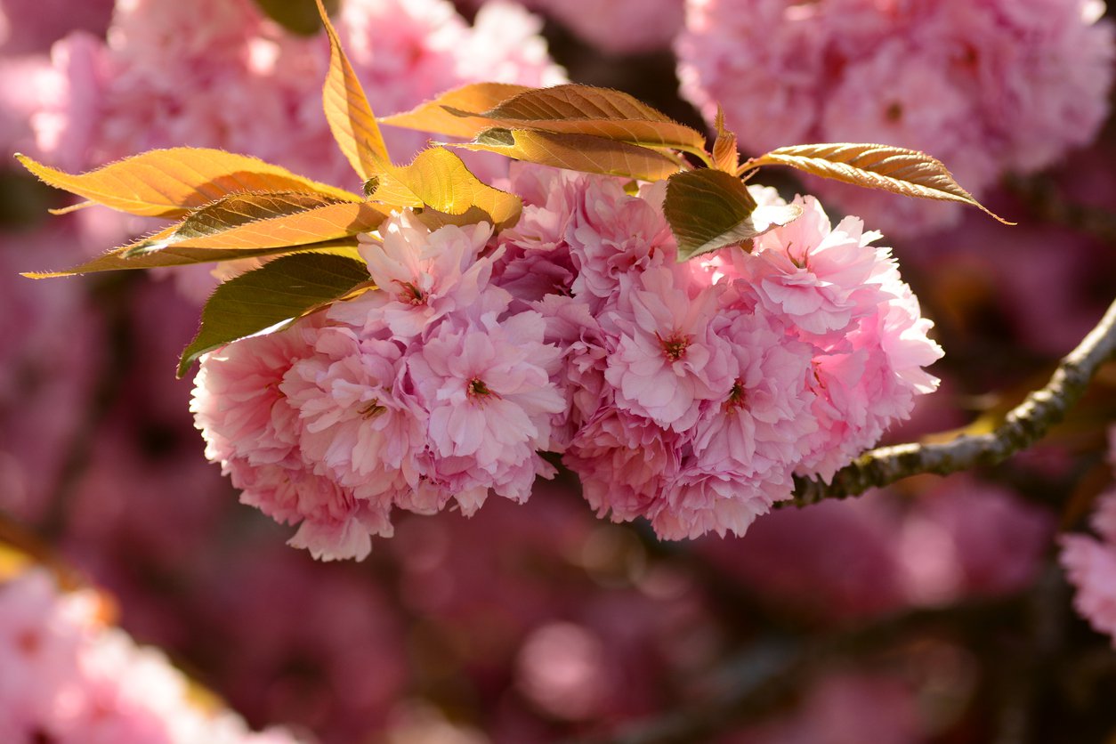 WIŚNIA japońska PINK PERFECTION - 2