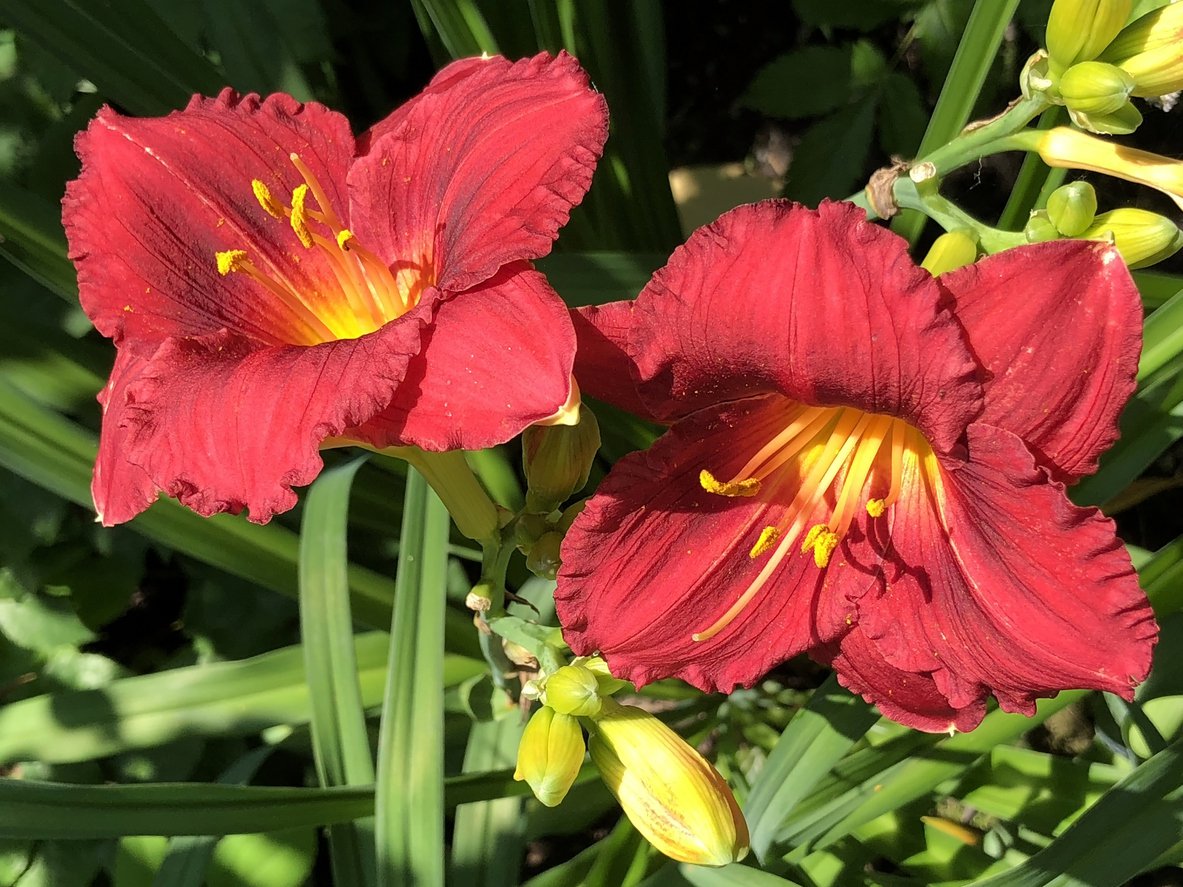 Liliowiec RASPBERRY WINE