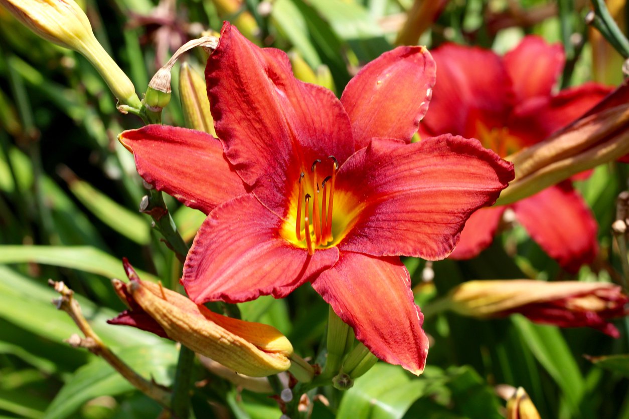 Liliowiec RASPBERRY WINE - 3