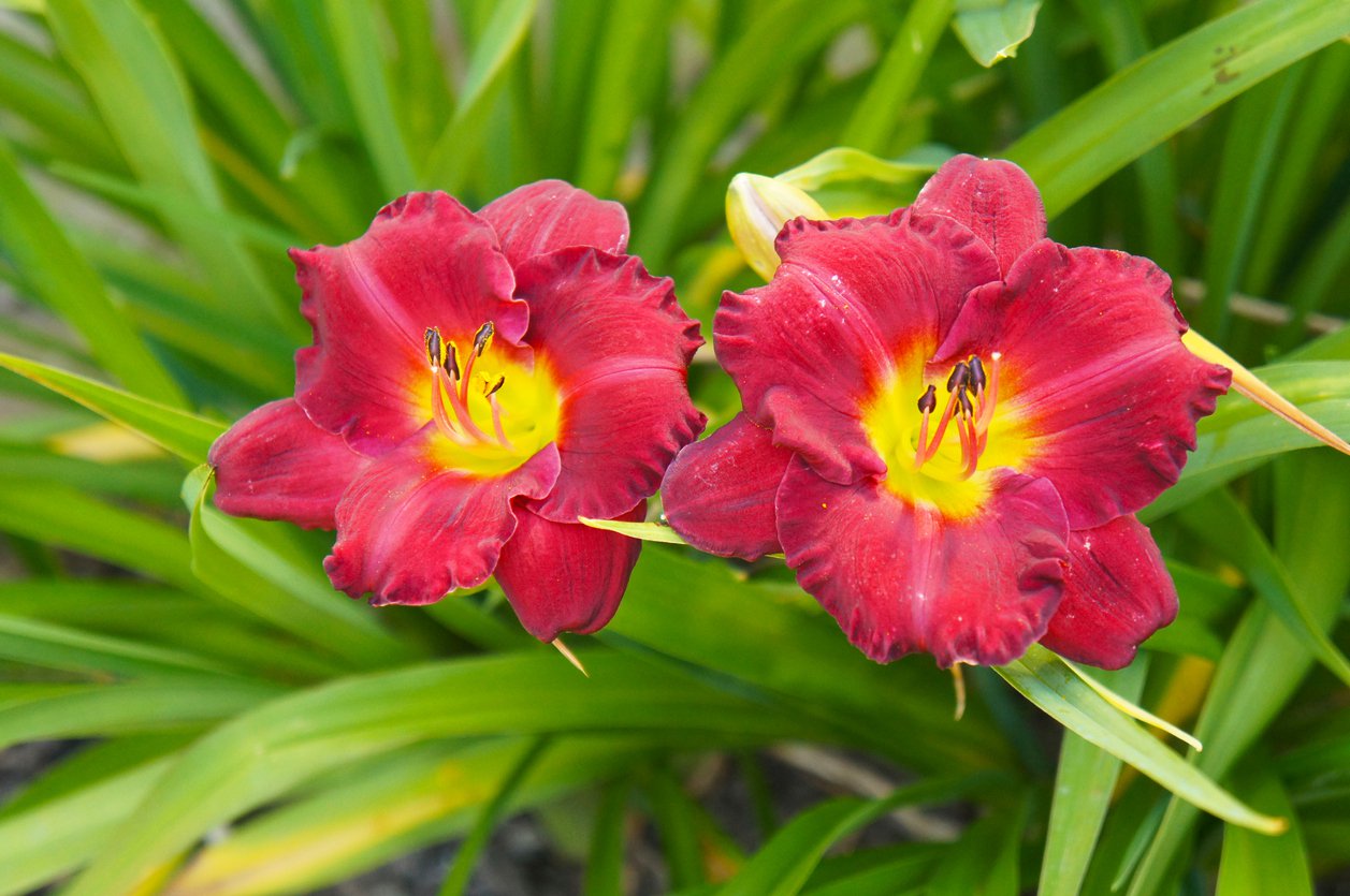 Liliowiec PARDON ME - 3