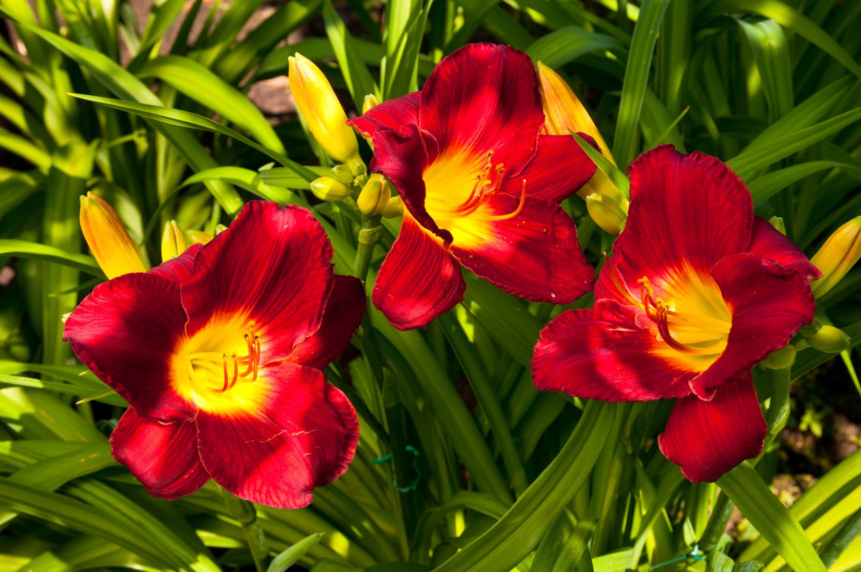 Liliowiec PARDON ME - 2