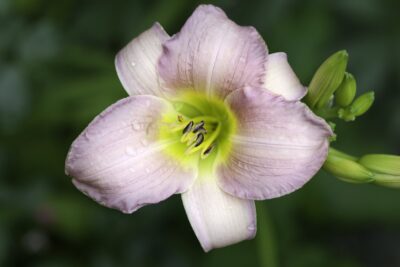 Liliowiec CATHERINE WOODBURY