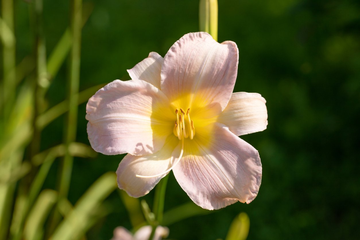 Liliowiec CATHERINE WOODBURY - 2