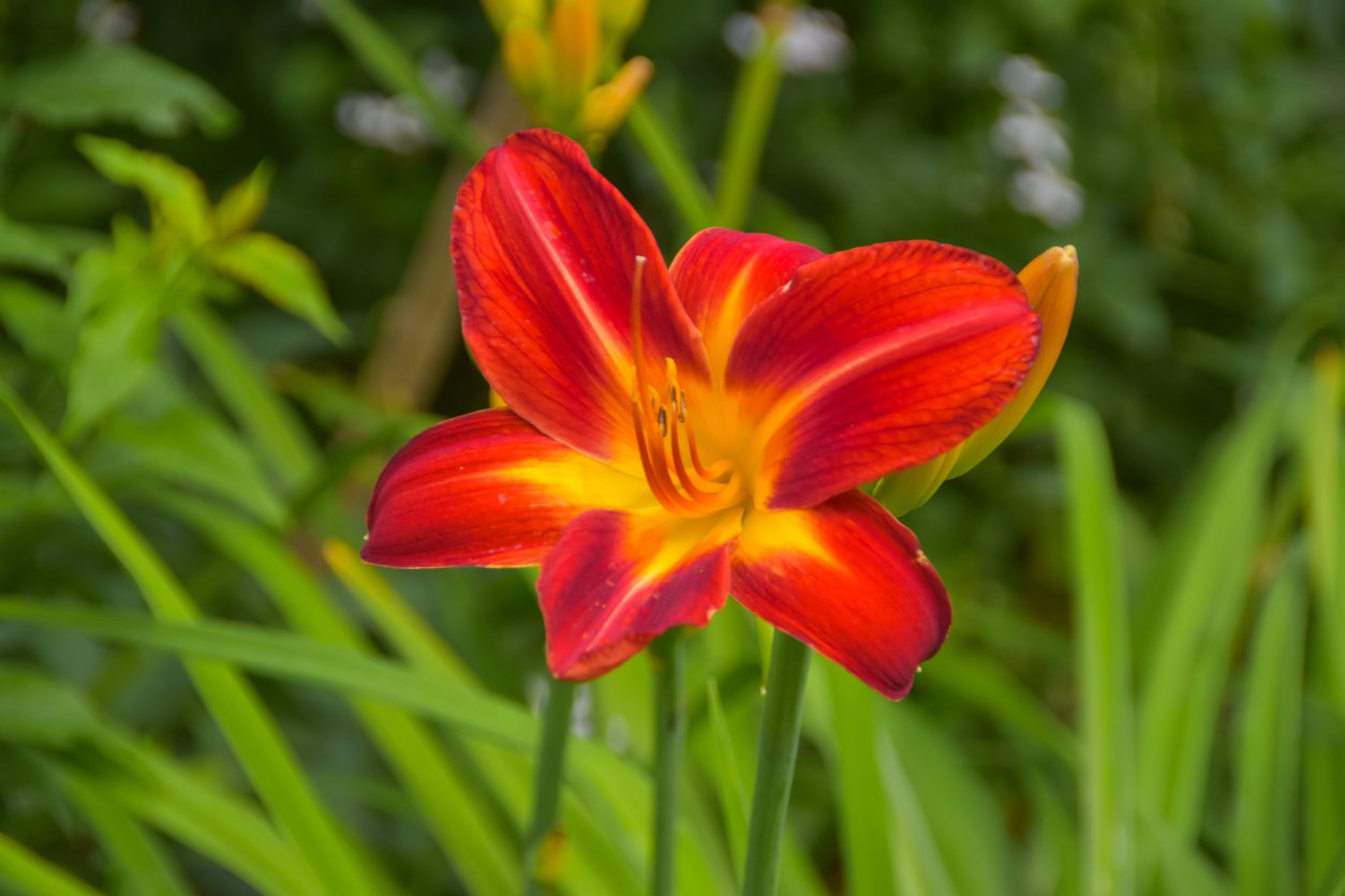 Liliowiec BAJA doniczka P15 - 2