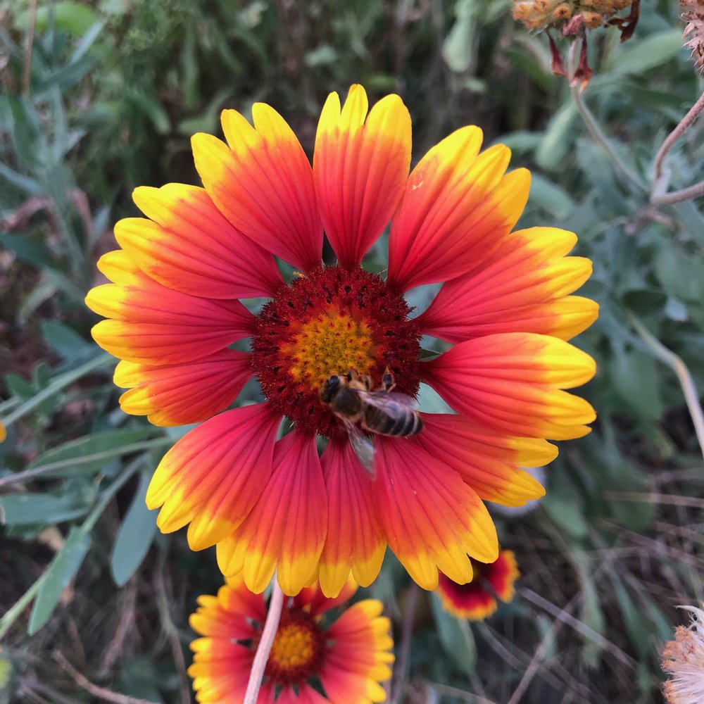 Gailardia słoneczna Arizona Sun - 3