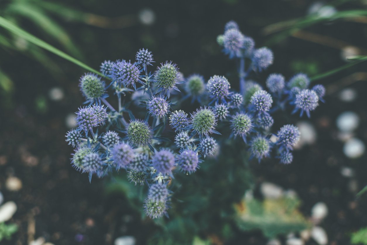 Mikołajek płaskolistny BLUE HOBBIT - 2