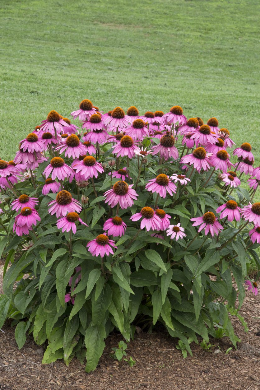 ECHINACEA JEŻÓWKA MAGNUS - 1