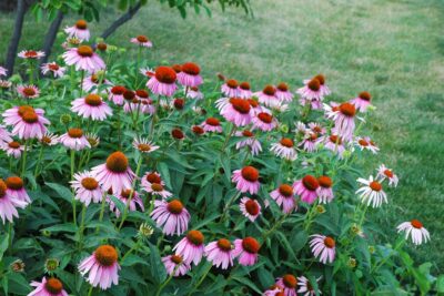 ECHINACEA JEŻÓWKA MAGNUS