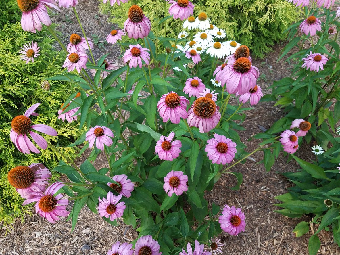ECHINACEA JEŻÓWKA MAGNUS - 3