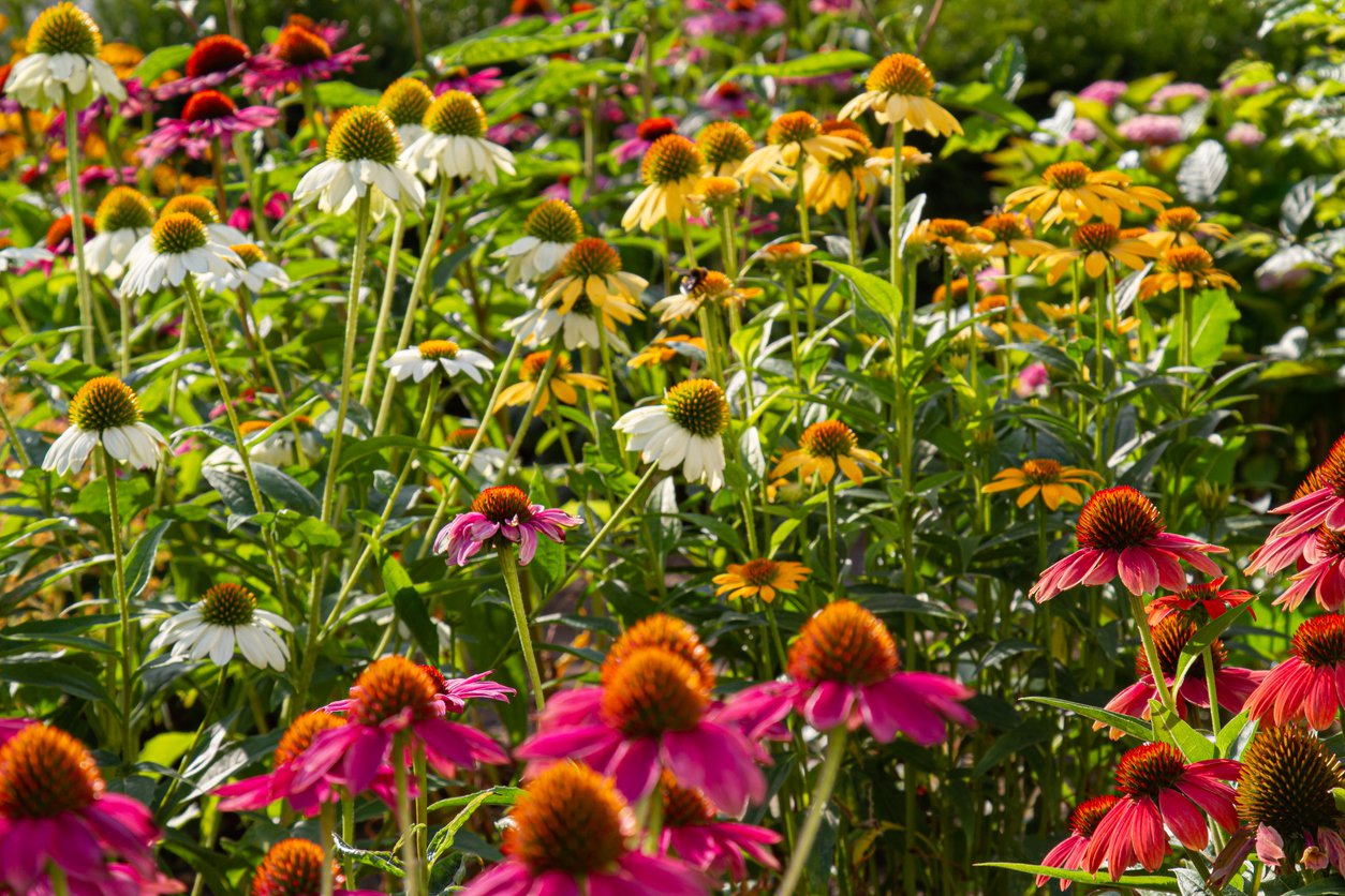 Echinacea jeżówka CHEYENNE SPIRIT - 2