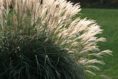 Miskant chiński SILBERFEDER