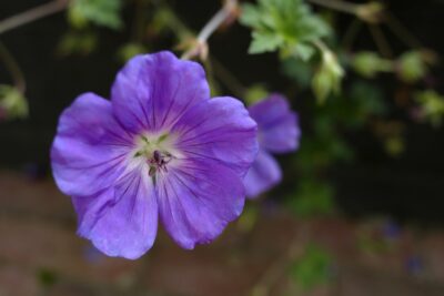 Bodziszek HAVANA BLUES