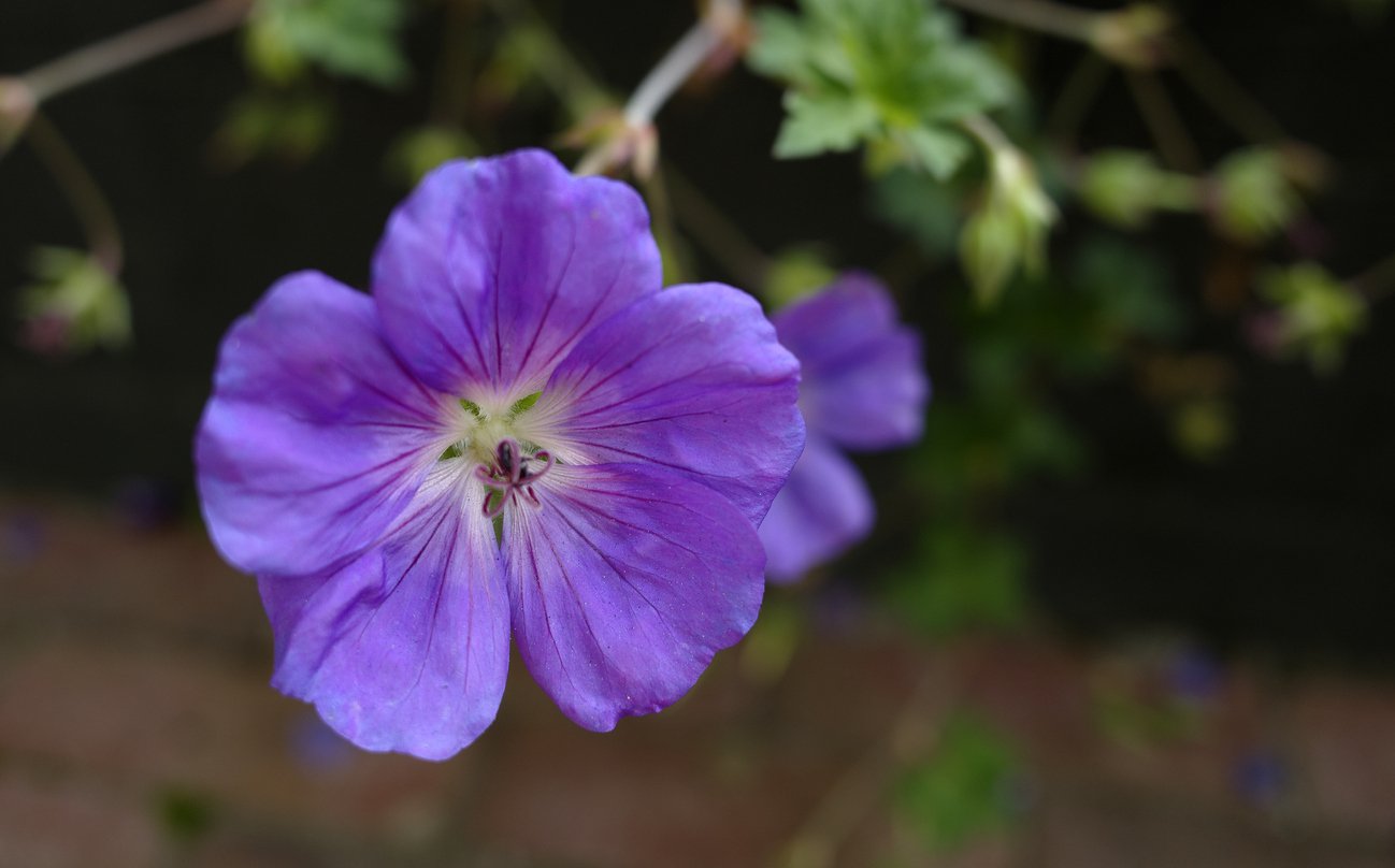 Bodziszek HAVANA BLUES