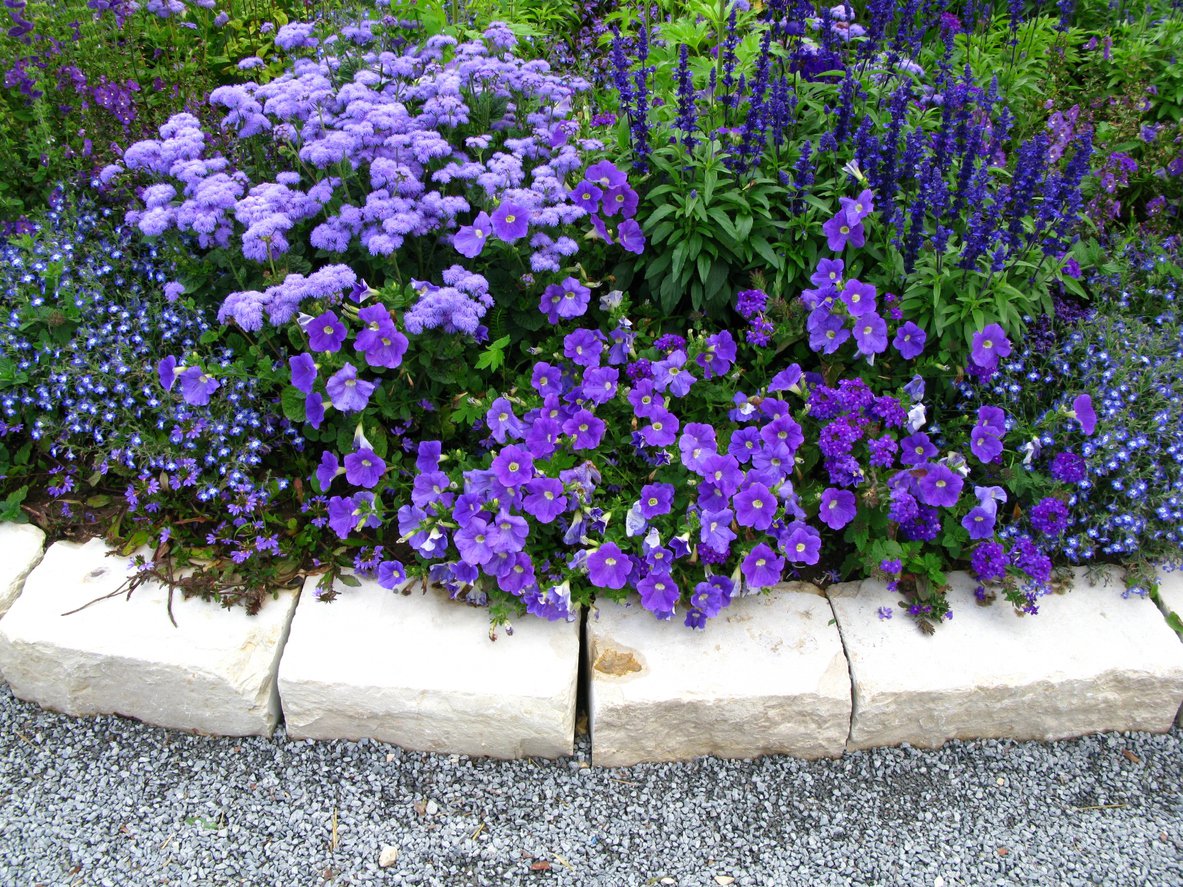 Bodziszek HAVANA BLUES