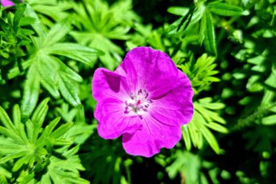 Bodziszek czerwony MAX FREI