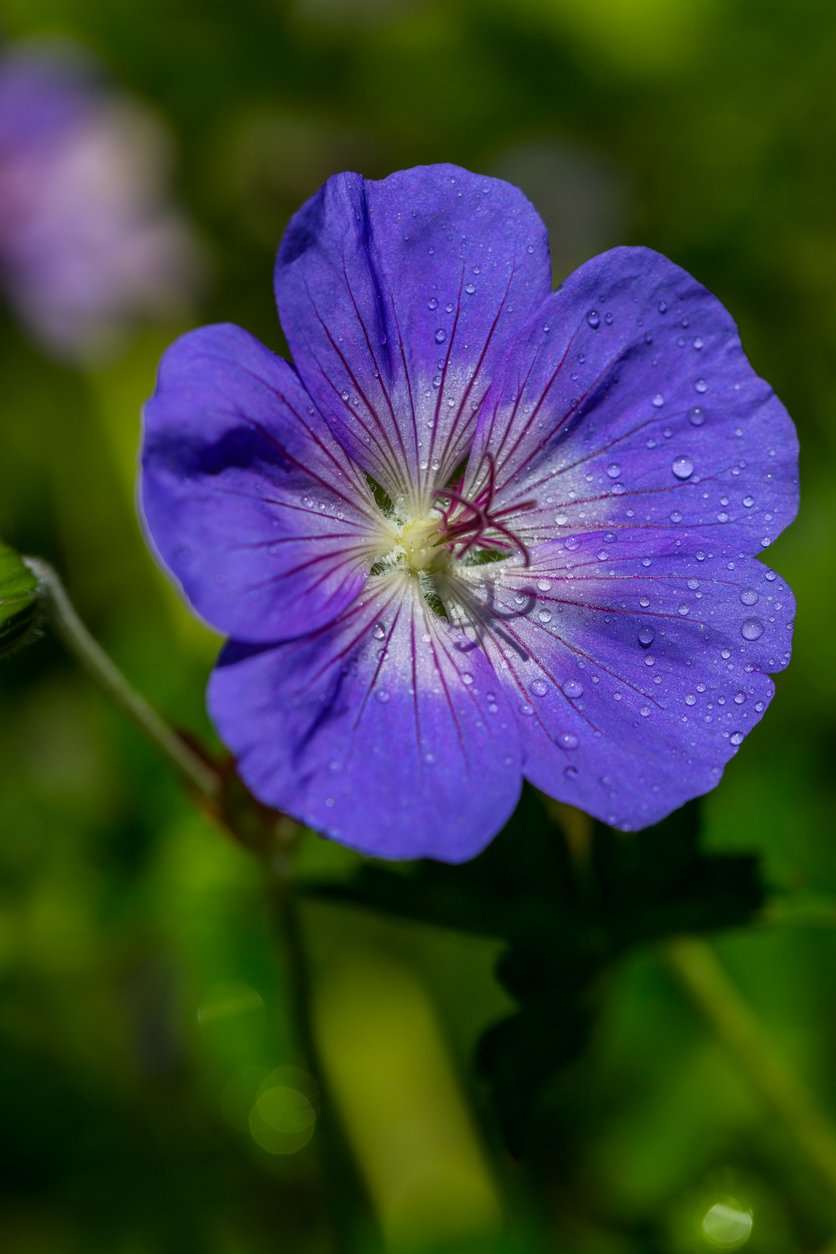 Bodziszek JOHNSON'S BLUE