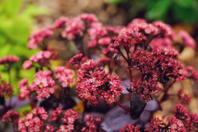 ROZCHODNIK okazały CARL