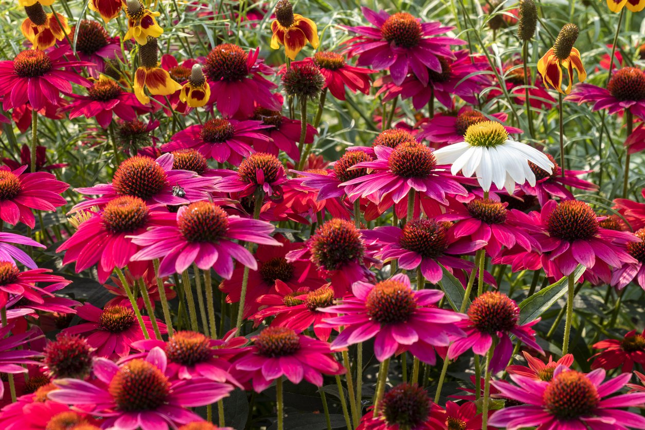 Echinacea Jeżówka GLOWING DREAM - 2