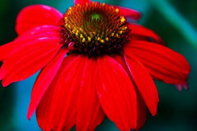 Echinacea jeżówka POSTMAN