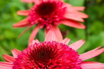 Echinacea jeżówka RASPBERRY TRUFFLE
