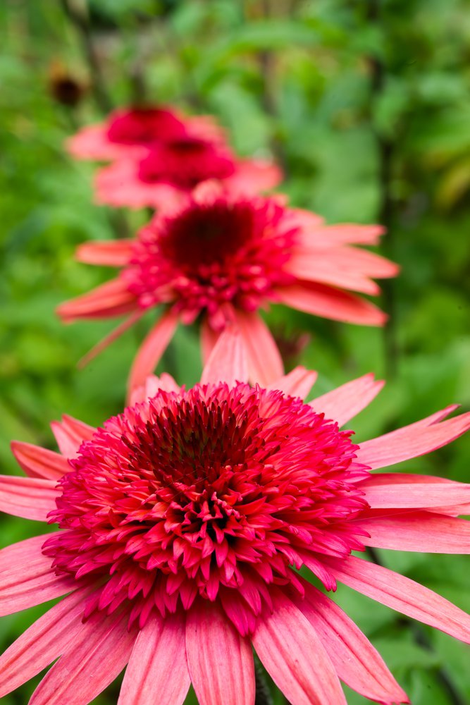 Echinacea jeżówka RASPBERRY TRUFFLE